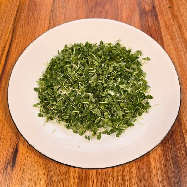 Basil Genovese Microgreens Seeds