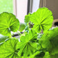 Geranium Seeds