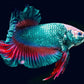 Betta Giant