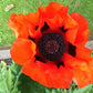 100 RED TURKISH POPPY Heirloom Papaver Somniferum Flower Seeds