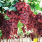 Giant Red Globe Heirloom Grape Seeds - Non GMO - Sweet Fruit