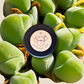 Gibbaeum Seed Mix