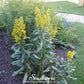 Showy Goldenrod – 100 Seeds
