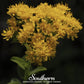 Stiff Goldenrod – 100 Seeds