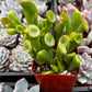 Gollum Jade
