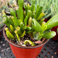 Gollum Jade