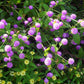 50 GLOBE AMARANTH MIX Gomphrena Globosa Mixed Colors Amaranthus Flower Seeds