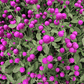 Purple Globosa Gomphrena – 50 Seeds