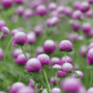 Rose Globosa Gomphrena – 50 Seeds
