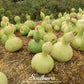 Birdhouse Bottle Gourd – 15 Seeds