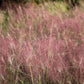 100 RUBY SILK LOVEGRASS Ornamental Love Grass Eragrostis Tef Seeds