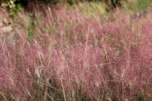 100 RUBY SILK LOVEGRASS Ornamental Love Grass Eragrostis Tef Seeds