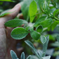 Greek Mountain Tea (Sideritis scardica)