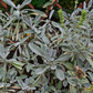 Greek Mountain Tea (Sideritis scardica)