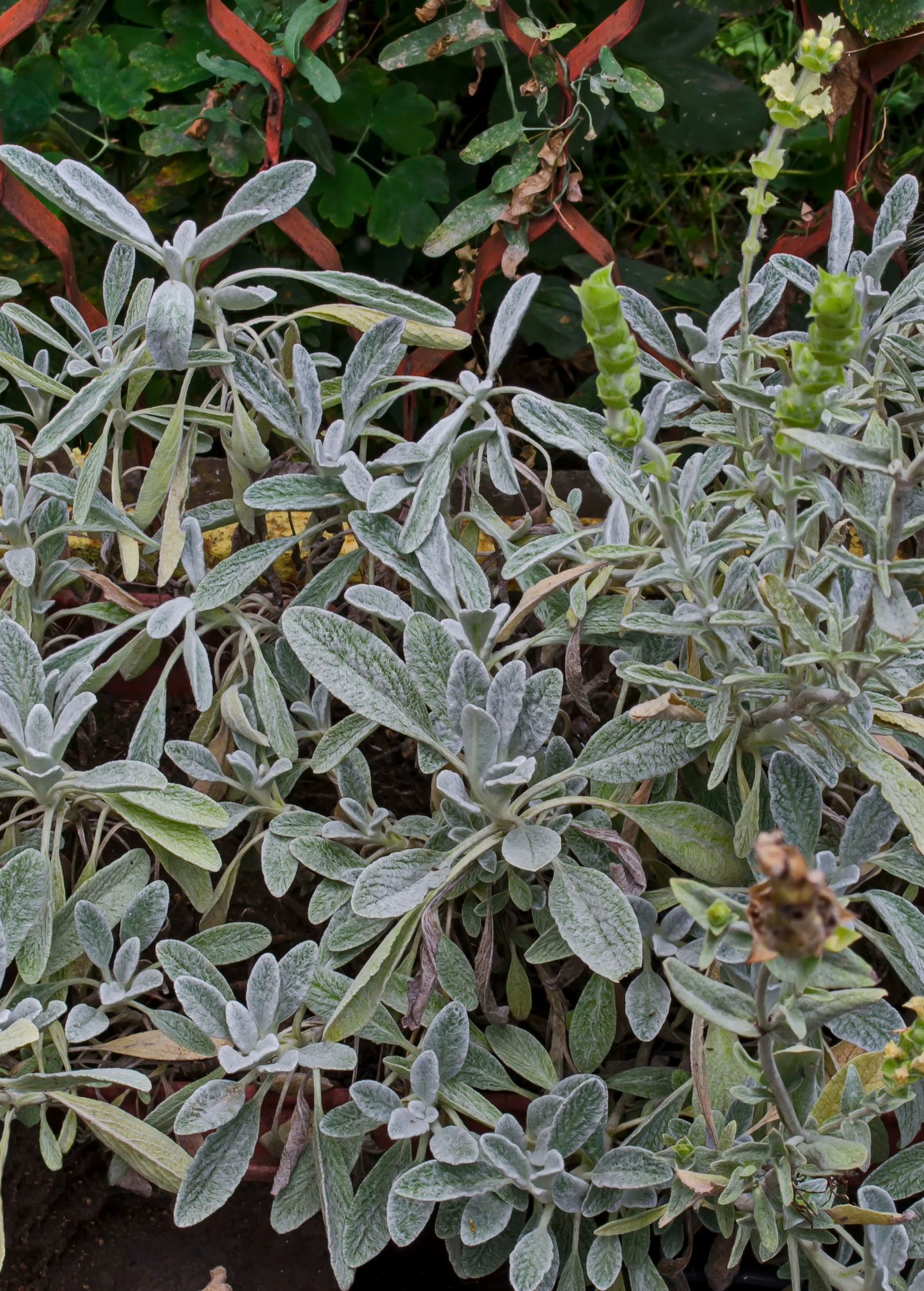 Greek Mountain Tea (Sideritis scardica)