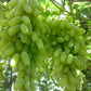 Green Finger Grape Heirloom Seeds - Vitus Vinifera - Non GMO - Tasty Sweet Fruit