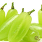 Green Finger Grape Heirloom Seeds - Vitus Vinifera - Non GMO - Tasty Sweet Fruit