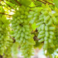 Green Finger Grape Heirloom Seeds - Vitus Vinifera - Non GMO - Tasty Sweet Fruit