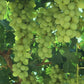 Green Heirloom Grape Seeds - Non GMO - Sweet Fruit