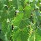 Green Heirloom Grape Seeds - Non GMO - Sweet Fruit