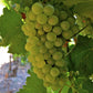 Green Heirloom Grape Seeds - Non GMO - Sweet Fruit