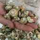 Natural Sea Shells 2 Pounds of Clean Very pretty green colored