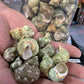 Aquarium Shell Decor  4 Pounds