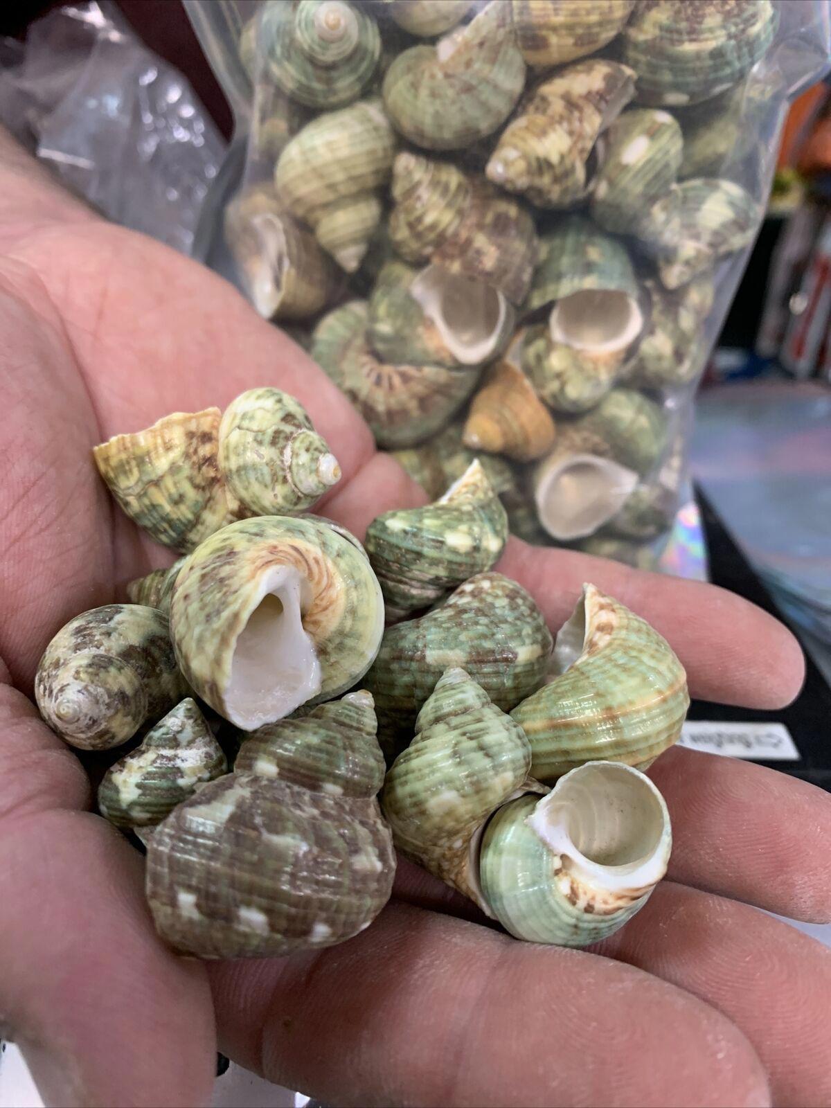 Aquarium Shell Decor  4 Pounds