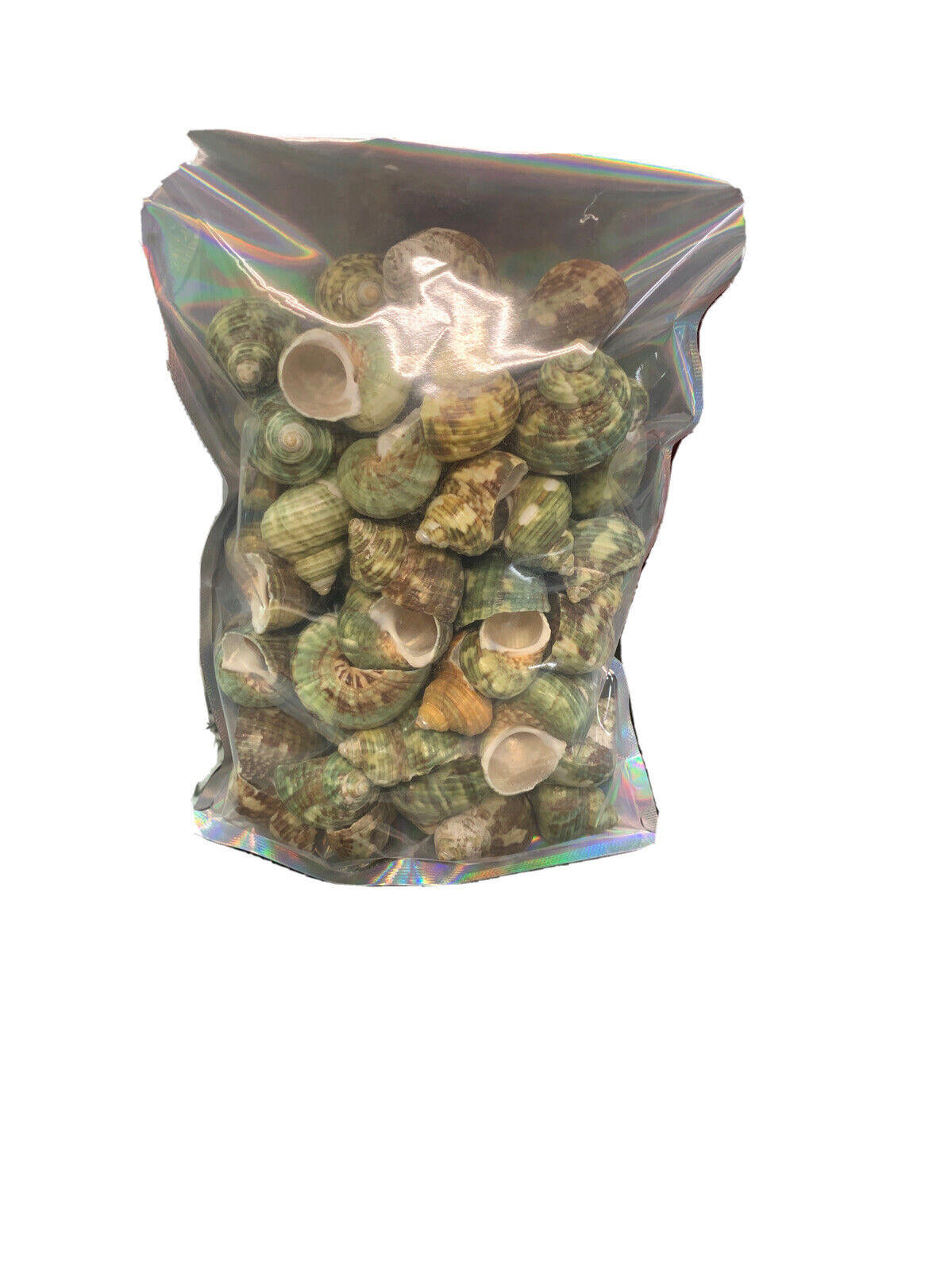Aquarium Shell Decor  8 Pounds