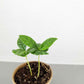 Grow a Coffee Plant Seed Kit