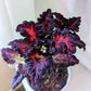 Grow a Coleus Seed Kit
