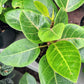 Grow a Ficus Altissima Seed Kit