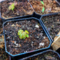 Gryphon Begonia Seeds