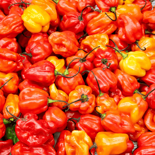 Habanero Pepper Seeds