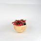 Hanging Joshua Tree Planter