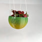 Hanging Joshua Tree Planter
