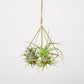 Colgador expositor para plantas aéreas - Latón
