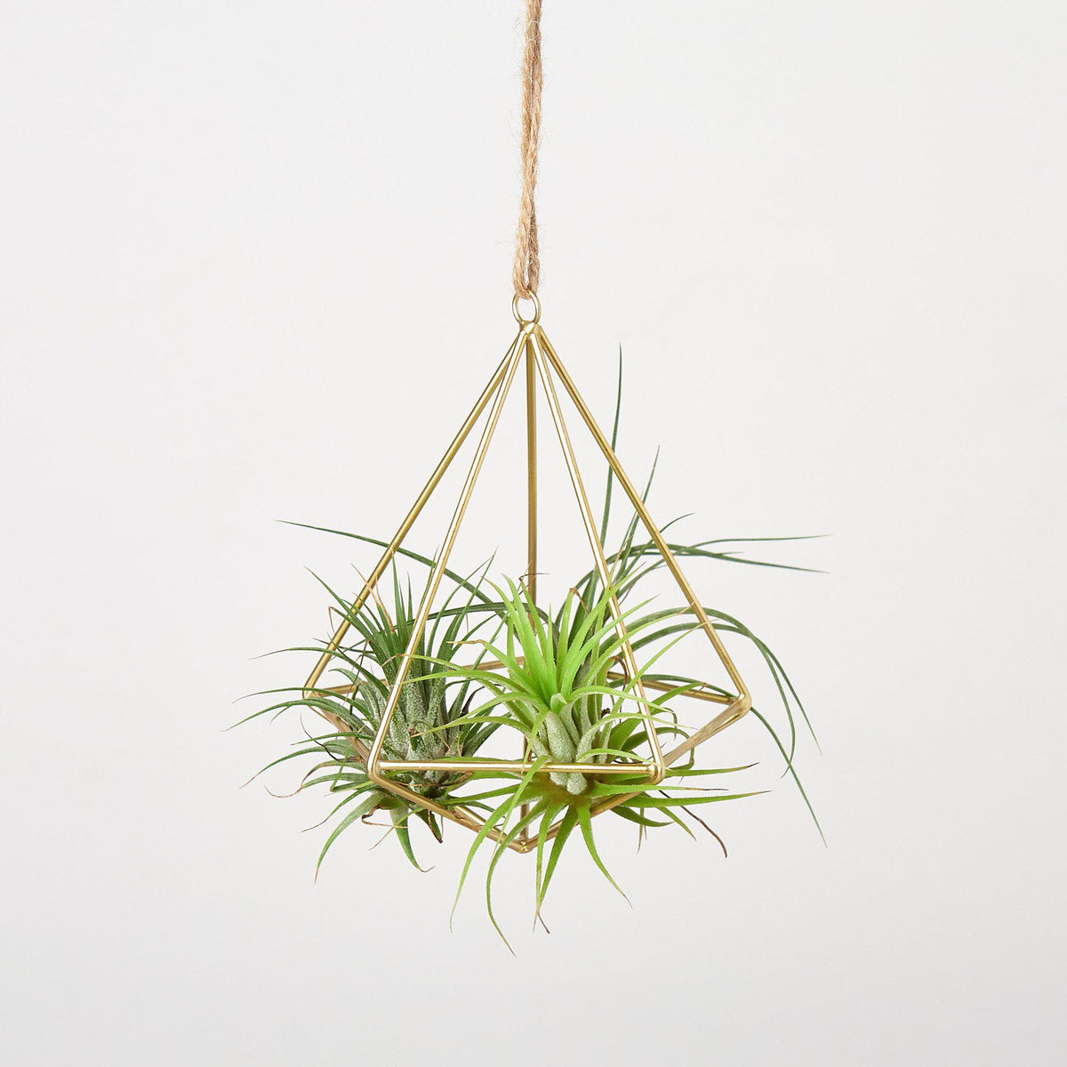 Colgador expositor para plantas aéreas - Latón