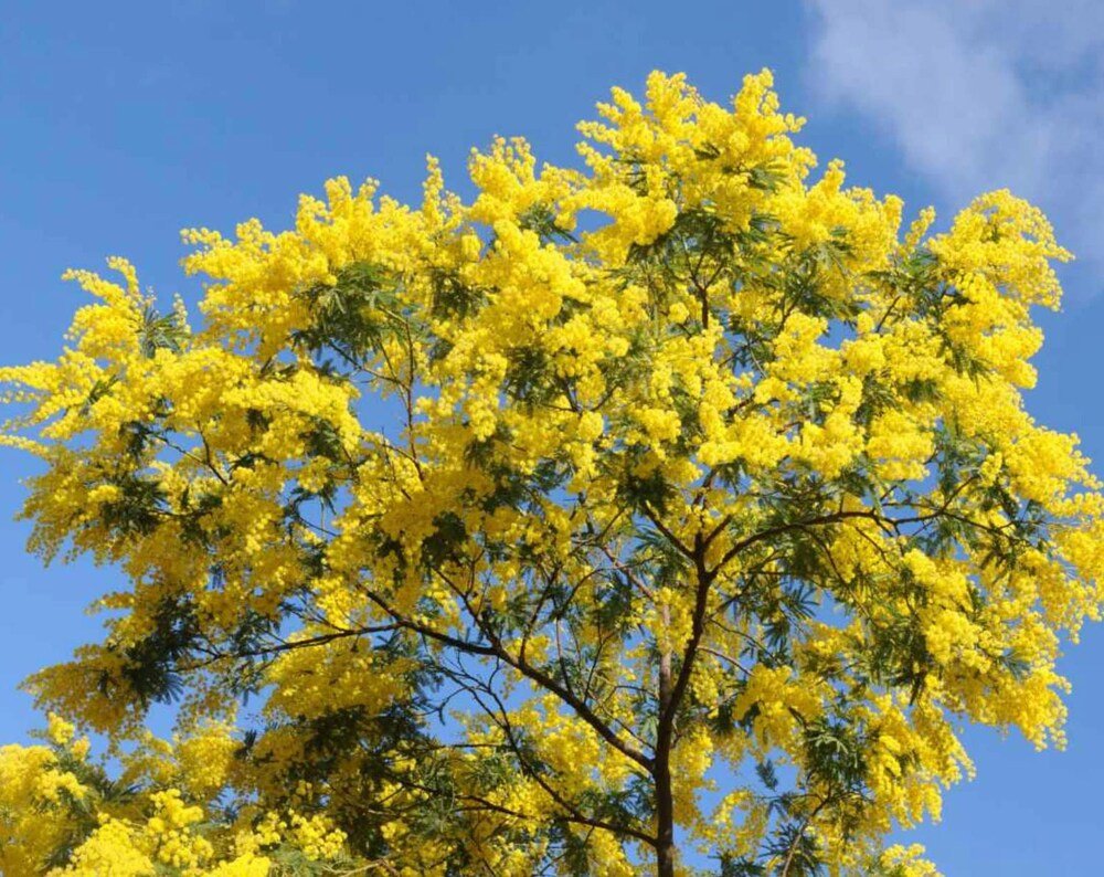 Hawaiian Mimosa Seeds - Tropical Tree