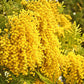 Hawaiian Mimosa Seeds - Tropical Tree, Miracle Tree, Wild Tamarind, Lead Tree, Fast Growing Large Tree
