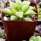 Haworthia Star Window