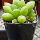 Haworthia Turgida