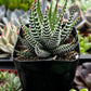 Haworthia Zebra/ Best Beginner Succulent