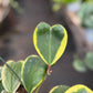 Hoya 'Sweetheart Variegated'