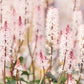 20 HEARTLEAF FOAMFLOWER White & Pink Tiarella Wherryi Coolwort Flower Seeds