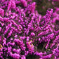 100 Scotch TRUE HEATHER Shrub Scot's Purple Pink Flower Calluna Vulgaris Seeds