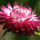 50 PINK DOUBLE STRAWFLOWER Helichrysum  Xerochrysum Bracteatum Flower Seeds