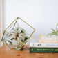Heptahedron Geometric Glass Terrarium with Tillandsia Xerographica Air Plant