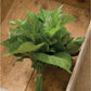 Herb Shiso Green - 200 Seeds -  Non-Gmo Heirloom