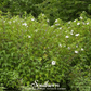 Rose Mallow Hibiscus – 25 Seeds
